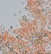 Simocybe haustellaris